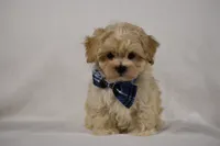 Champ, a male Maltipoo for sale in Millersburg, OH – Photo 3 of 10