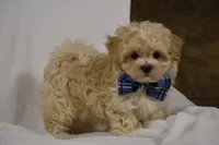 Champ, a male Maltipoo for sale in Millersburg, OH – Photo 9 of 10