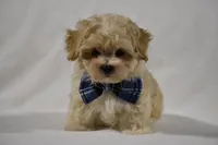 Champ, a male Maltipoo for sale in Millersburg, OH – Photo 2 of 10