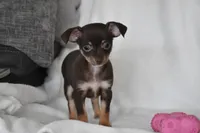 Rolo, a female Chihuahua for sale in Millersburg, OH – 9 of 10