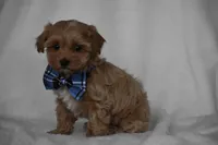 Simba, a male Maltipoo for sale in Millersburg, OH – Photo 6 of 9