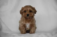 Simba, a male Maltipoo for sale in Millersburg, OH – Photo 4 of 9