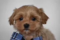 Simba, a male Maltipoo for sale in Millersburg, OH – Photo 9 of 9