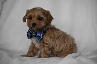 Simba, a male Maltipoo for sale in Millersburg, OH – Photo 7 of 9