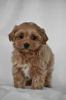 Simba, a male Maltipoo for sale in Millersburg, OH – Photo 2 of 9