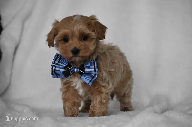 Simba – Maltipoo puppy for sale in Millersburg, OH
