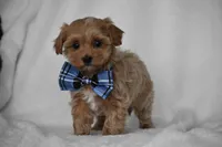 Simba, a male Maltipoo for sale in Millersburg, OH – Photo 1 of 9
