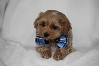 Simba, a male Maltipoo for sale in Millersburg, OH – Photo 3 of 9