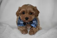 Simba, a male Maltipoo for sale in Millersburg, OH – Photo 8 of 9