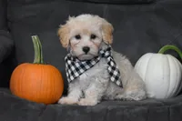 Mia, a male Maltipoo for sale in Millersburg, OH – 5 of 9