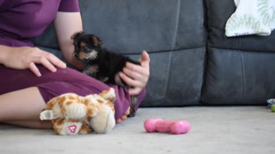 Olivia, a female Yorkshire Terrier for sale in Millersburg, OH – 9 of 9