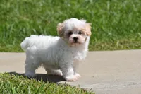 Tootsie, a female Maltipoo for sale in Millersburg, OH – 8 of 10