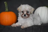 Pippi, a female Maltipoo for sale in Millersburg, OH – 4 of 7