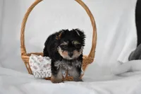Buttons, a male Yorkshire Terrier for sale in Millersburg, OH – 3 of 10