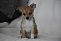 Roscoe, a male Chihuahua for sale in Millersburg, OH – 5 of 10