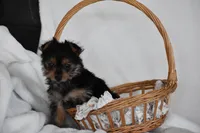 Olivia, a female Yorkshire Terrier for sale in Millersburg, OH – 4 of 9