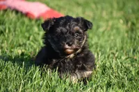 Stoker, a male Poodle - Toy  and Morkie for sale in Millersburg, OH – 3 of 10