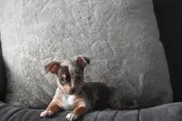 Sprout, a male Chihuahua for sale in Millersburg, OH – Photo 5 of 10
