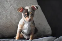 Sprout, a male Chihuahua for sale in Millersburg, OH – Photo 3 of 10