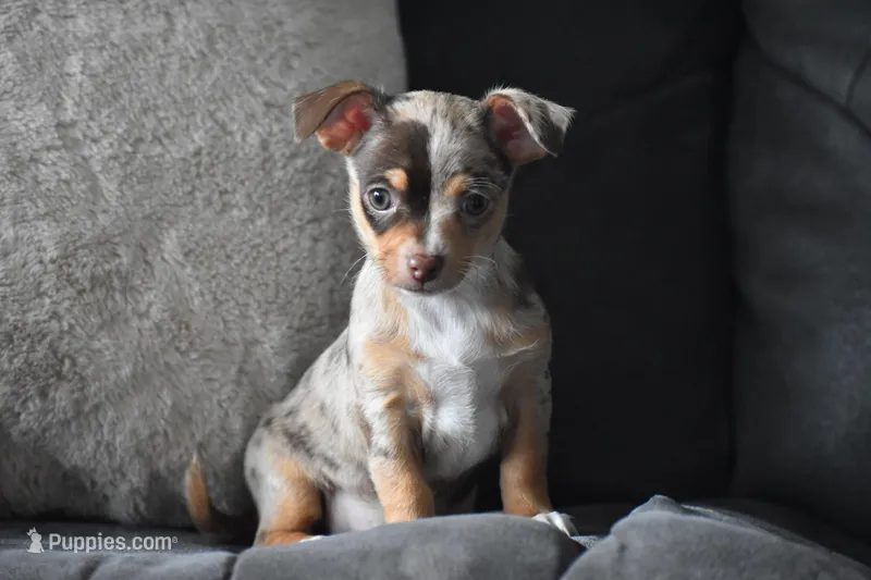 Sprout – Chihuahua puppy for sale in Millersburg, OH