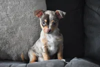 Sprout, a male Chihuahua for sale in Millersburg, OH – Photo 1 of 10