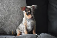 Sprout, a male Chihuahua for sale in Millersburg, OH – Photo 7 of 10