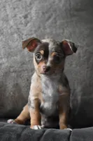 Sprout, a male Chihuahua for sale in Millersburg, OH – Photo 2 of 10
