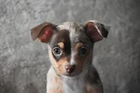 Sprout, a male Chihuahua for sale in Millersburg, OH – Photo 4 of 10