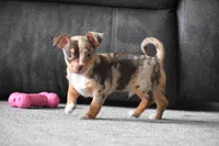 Sprout, a male Chihuahua for sale in Millersburg, OH – Photo 6 of 10