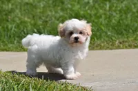 Tootsie, a female Maltipoo for sale in Millersburg, OH – 3 of 10