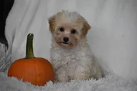 Grant, a male Maltipoo for sale in Millersburg, OH – 7 of 10