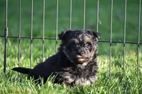 Stoker, a male Poodle - Toy  and Morkie for sale in Millersburg, OH – 5 of 10