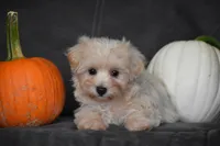 Melody, a female Maltipoo for sale in Millersburg, OH – 2 of 10