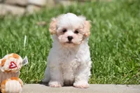 Tootsie, a female Maltipoo for sale in Millersburg, OH – 7 of 10