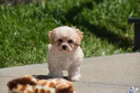 Biscuit, a male Maltipoo for sale in Millersburg, OH – 5 of 7