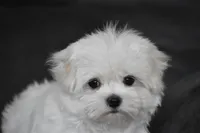 Teddy, a male Maltese for sale in Millersburg, OH – 9 of 10