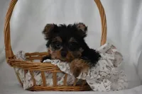 Fairy, a female Yorkshire Terrier for sale in Millersburg, OH – 7 of 7