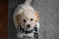 Mia, a male Maltipoo for sale in Millersburg, OH – 4 of 9