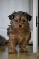 Sage , a female Morkie for sale in Millersburg, OH – Photo 9 of 10