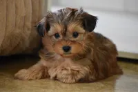 Sage , a female Morkie for sale in Millersburg, OH – Photo 10 of 10