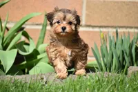 Sage , a female Morkie for sale in Millersburg, OH – Photo 4 of 10
