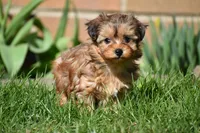 Sage , a female Morkie for sale in Millersburg, OH – Photo 1 of 10