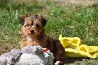 Sage , a female Morkie for sale in Millersburg, OH – Photo 5 of 10