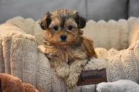 Sage , a female Morkie for sale in Millersburg, OH – Photo 7 of 10