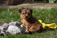 Sage , a female Morkie for sale in Millersburg, OH – Photo 6 of 10