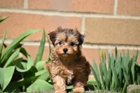 Sage , a female Morkie for sale in Millersburg, OH – Photo 2 of 10