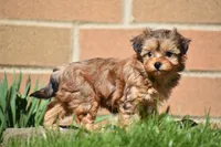 Sage , a female Morkie for sale in Millersburg, OH – Photo 3 of 10