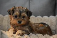 Sage , a female Morkie for sale in Millersburg, OH – Photo 8 of 10