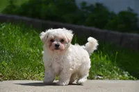 Ace, a male Maltipoo for sale in Millersburg, OH – 9 of 10