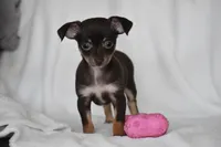 Rolo, a female Chihuahua for sale in Millersburg, OH – 1 of 10